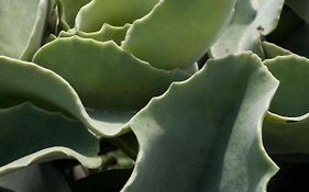 Casa Ulivo Agave Favignana At My Place