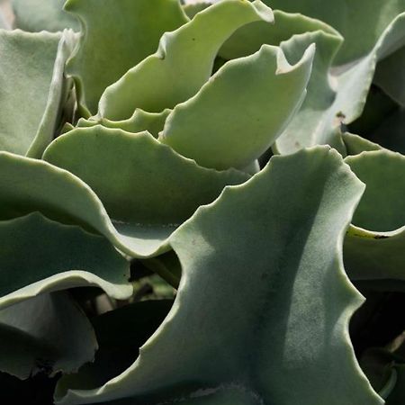 Casa Ulivo Agave Favignana At My Place Exterior photo